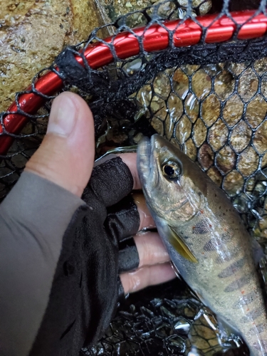 イワナの釣果