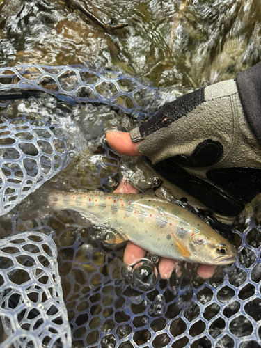 アマゴの釣果