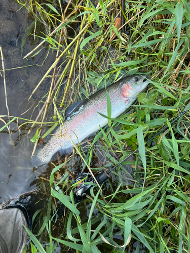 ニジマスの釣果