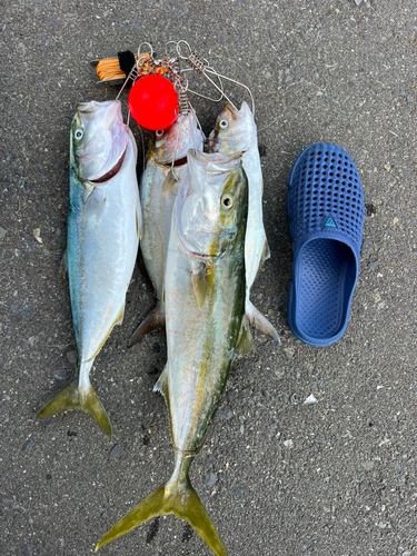 イナダの釣果