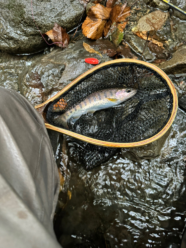 ヤマメの釣果