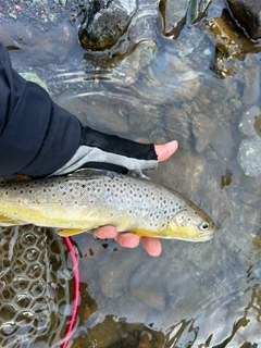 ブラウントラウトの釣果