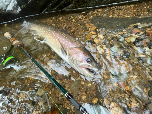 エゾイワナの釣果