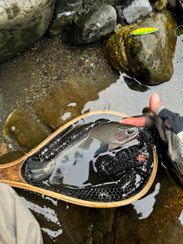 ニジマスの釣果