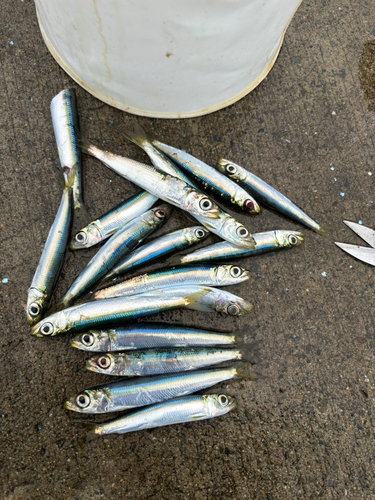 ウルメイワシの釣果