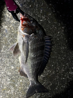 クロダイの釣果