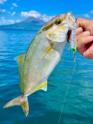 ネリゴの釣果