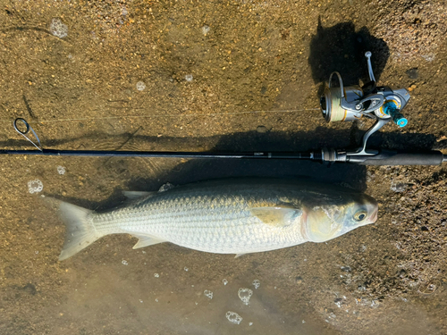 ボラの釣果