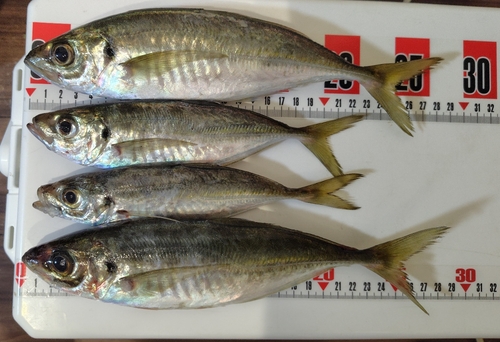 アジの釣果