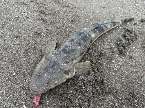 マゴチの釣果