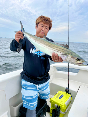 サワラの釣果