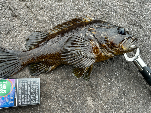 クロソイの釣果