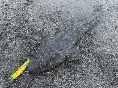 マゴチの釣果