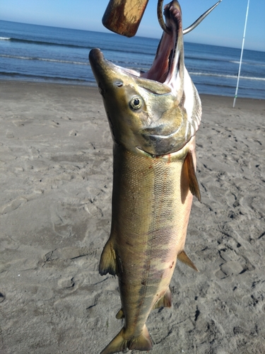 サケの釣果