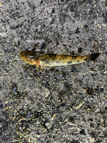 ハゼの釣果