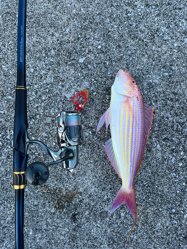 イトヨリダイの釣果