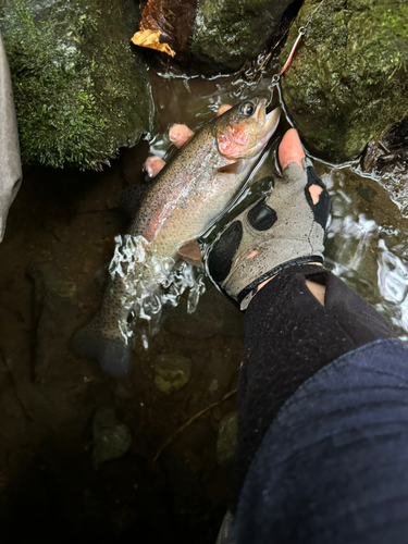 ニジマスの釣果