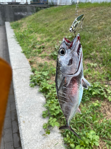 ヨコワの釣果