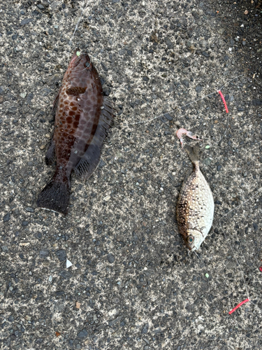 オオモンハタの釣果