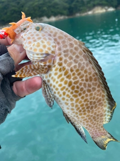 オオモンハタの釣果