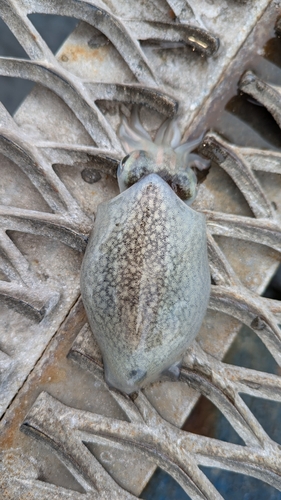 シリヤケイカの釣果