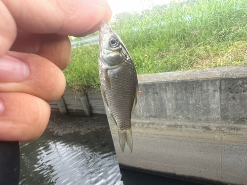 フナの釣果