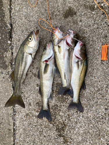 シーバスの釣果