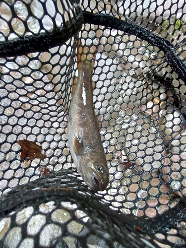 ヤマトイワナの釣果