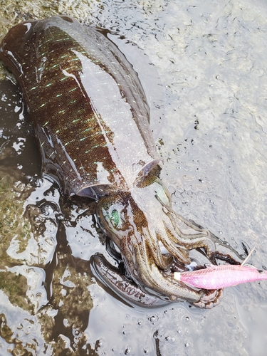 アオリイカの釣果