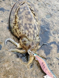 コウイカの釣果