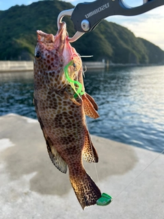 オオモンハタの釣果