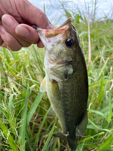 ラージマウスバスの釣果