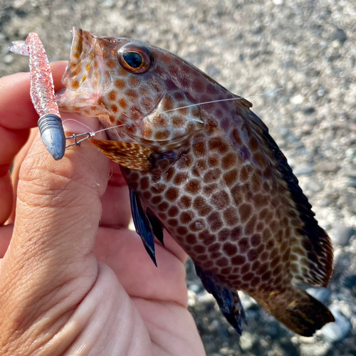 オオモンハタの釣果