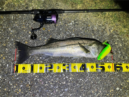 シーバスの釣果