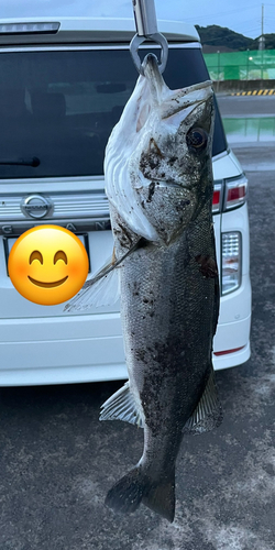 セイゴ（マルスズキ）の釣果