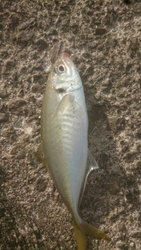 マアジの釣果