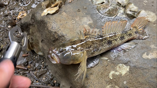 アナハゼの釣果