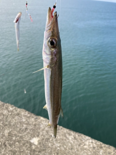 カマスの釣果