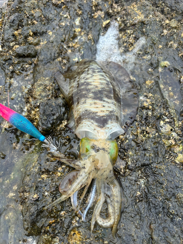 アオリイカの釣果