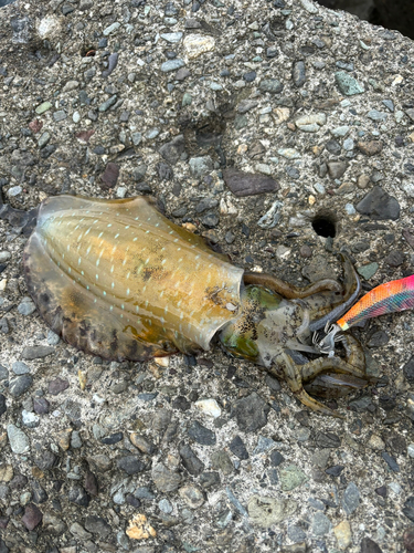 アオリイカの釣果