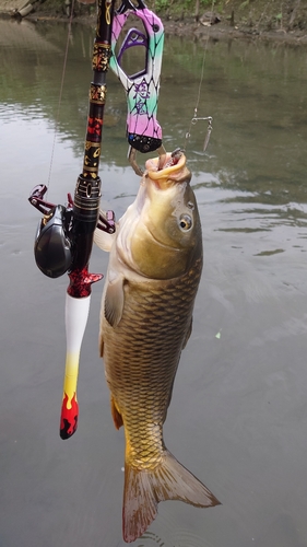 コイの釣果