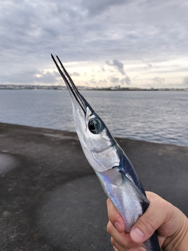 ダツの釣果