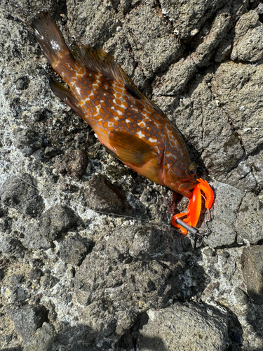 キジハタの釣果