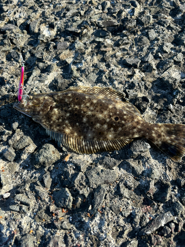 ヒラメの釣果