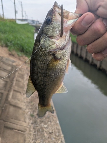 ラージマウスバスの釣果