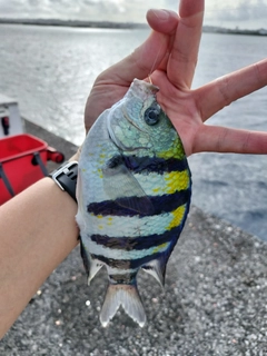 オヤビッチャの釣果