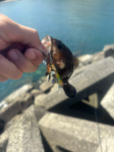 ヤミハタの釣果