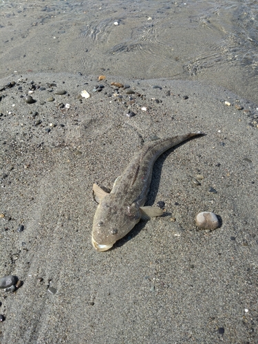 マゴチの釣果