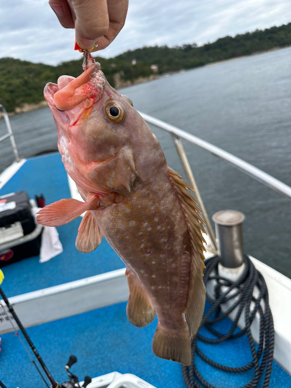 ケツメド破壊神さんの釣果 2枚目の画像