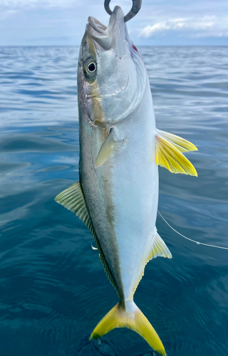 ヒラマサの釣果